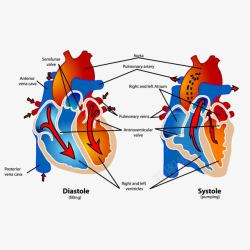 三种血管关系图心脏解剖关系图高清图片