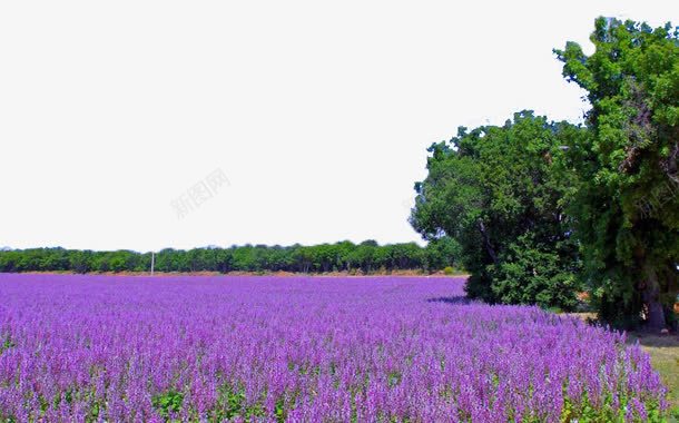 紫色薰衣草风景四png免抠素材_新图网 https://ixintu.com 紫色 美景 薰衣草 风景