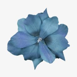 深蓝色花瓣深蓝色花瓣装饰高清图片