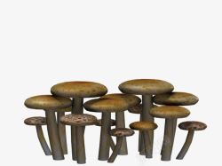 蘑菇群卡通蘑菇群高清图片
