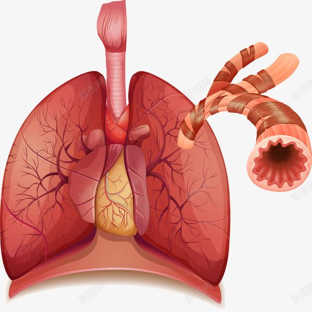 手绘肺部png免抠素材_新图网 https://ixintu.com 健康 器官 手绘 肺部