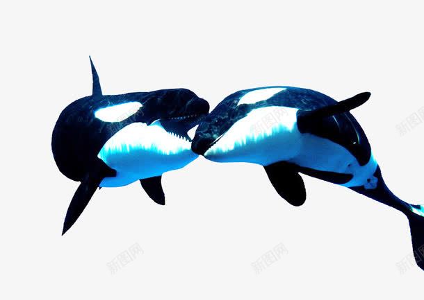 最萌的动物之虎鲸png免抠素材_新图网 https://ixintu.com 人类的朋友 最萌的动物 海洋生物 虎鲸 鲸 黑色虎鲸