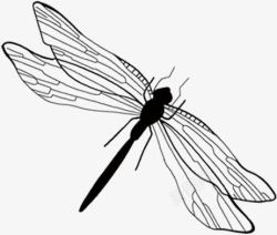 黑色的蜻蜓素材