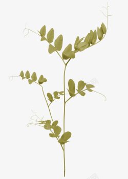 单色豌豆植株花艺装饰素材