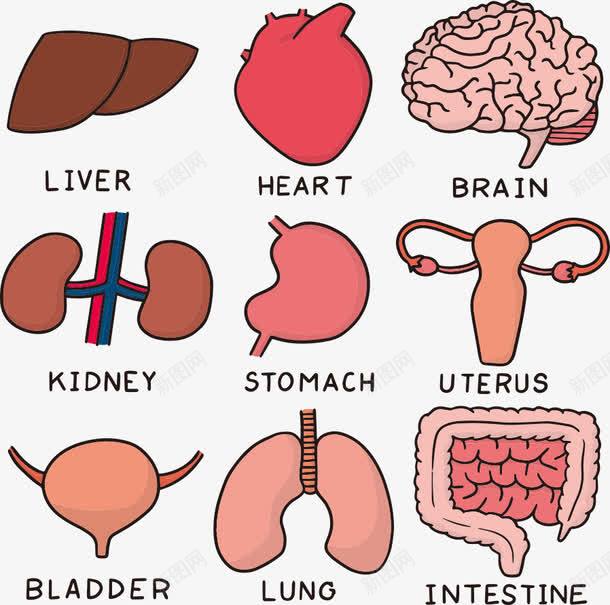 卡通内脏png免抠素材_新图网 https://ixintu.com 内脏 内脏图 卡通内脏 大肠 大脑 脑花