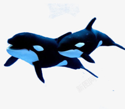 海洋生物素材