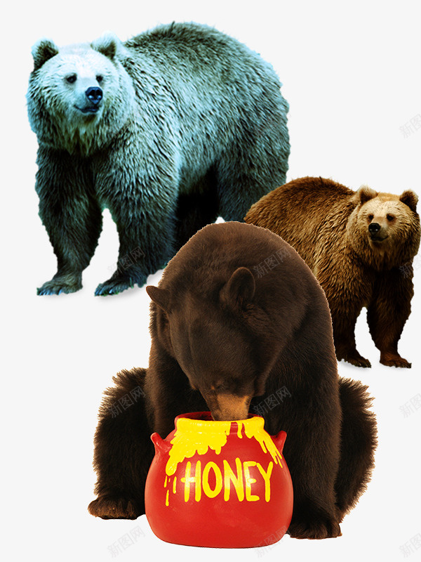 站立的的高大棕熊psd免抠素材_新图网 https://ixintu.com 动物素材 棕熊素材 猛兽 站立的 高大的