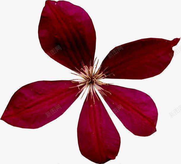 植物花艺红色花卉png免抠素材_新图网 https://ixintu.com 植物 清新 红色 花瓣 装饰花