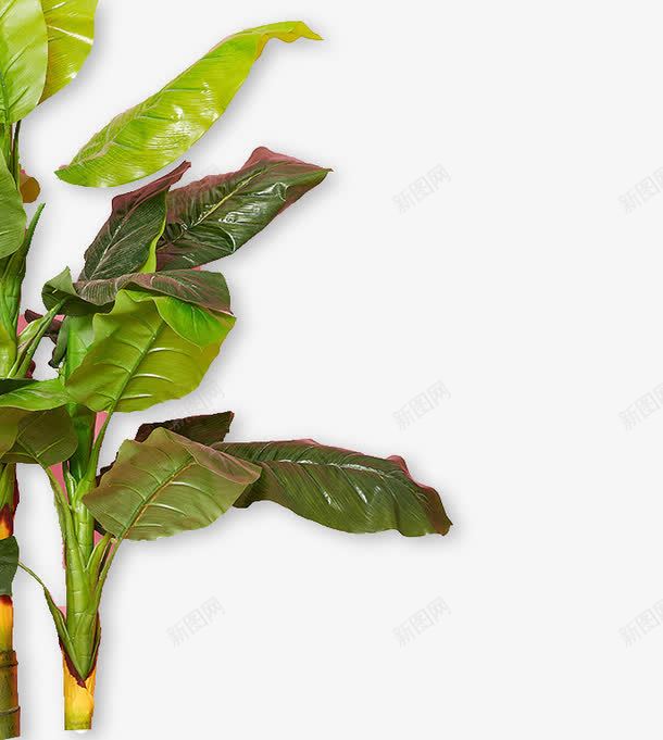 绿色芭蕉树装饰图案png免抠素材_新图网 https://ixintu.com 免抠PNG 绿色 芭蕉树 装饰图案