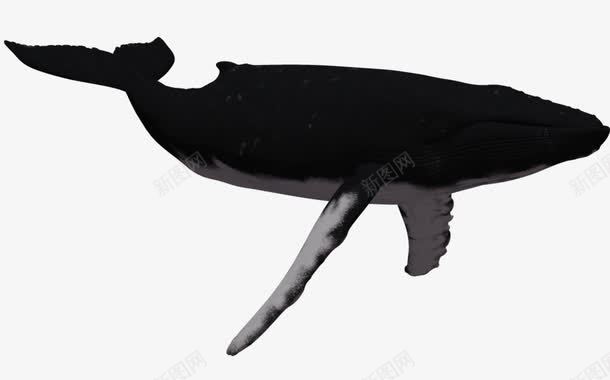 一只虎鲸png免抠素材_新图网 https://ixintu.com 动物 海洋动物 虎鲸 鲸鱼 黑色虎鲸