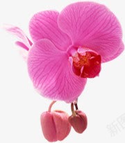 粉色果实生长花朵png免抠素材_新图网 https://ixintu.com 果实 生长 粉色 花朵