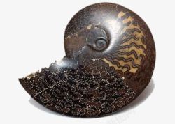 蜗牛化石素材