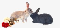 黑兔子依偎的两只兔子高清图片