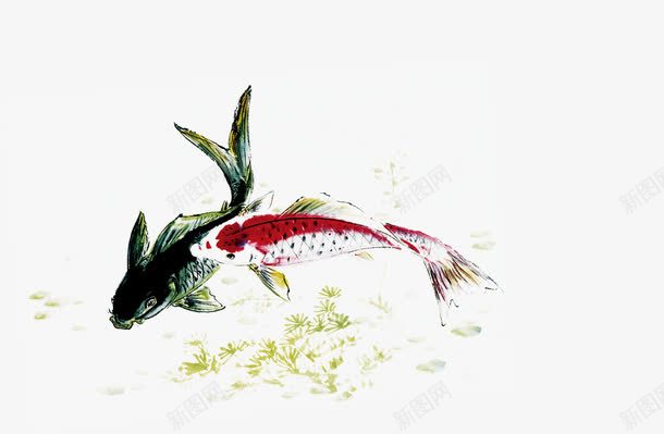 手绘绿红色金鱼装饰png免抠素材_新图网 https://ixintu.com 红色 装饰 金鱼
