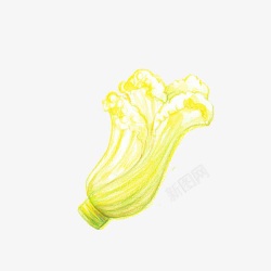 小清新简约水彩手绘黄色白菜素材