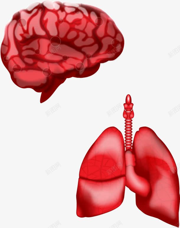 手绘器官png免抠素材_新图网 https://ixintu.com 人体内脏器官 人体器官 健康 内脏 大脑 手绘 肺部 脑部