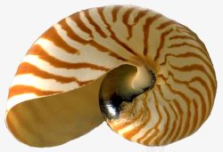 海螺装饰素材