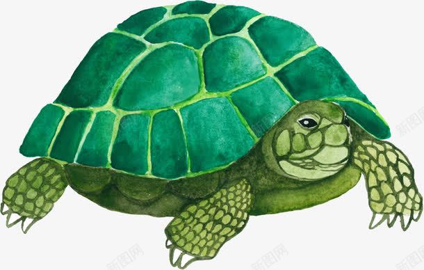 绿色乌龟png免抠素材_新图网 https://ixintu.com 动物 卡通动物 手绘乌龟 水彩乌龟 缩头乌龟