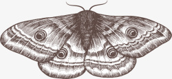 灰色飞蛾灰色手绘的飞蛾高清图片