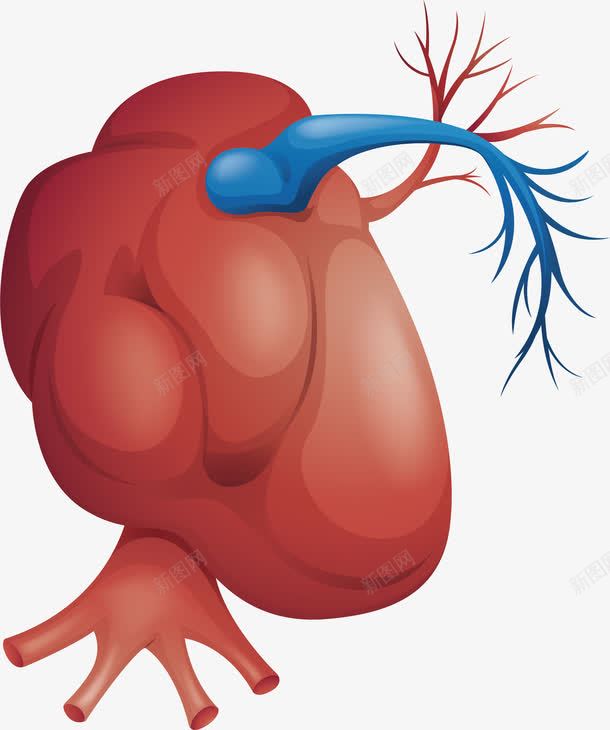 红色心脏png免抠素材_新图网 https://ixintu.com 心脏 生物医药 血管
