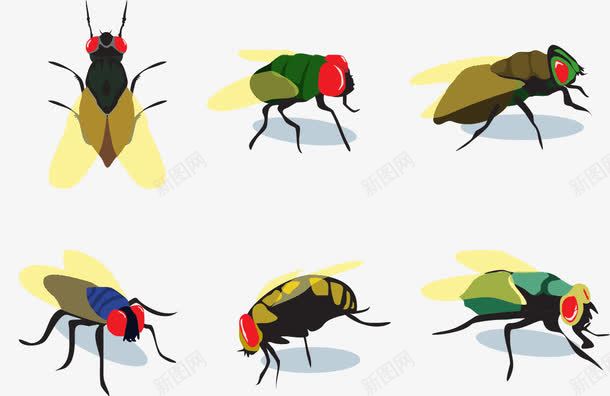 几只苍蝇png免抠素材_新图网 https://ixintu.com 传染疾病 疾病载体 病原体 苍蝇 蚊子