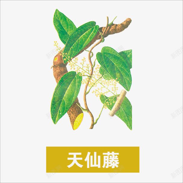 天仙藤png免抠素材_新图网 https://ixintu.com 中药 本草纲目 草药 药材