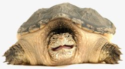 黄色海龟缩着头的老海龟高清图片