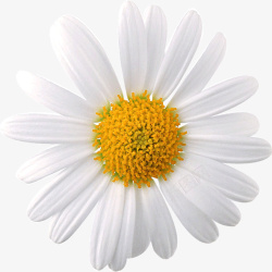 白花瓣黄色花蕊素材