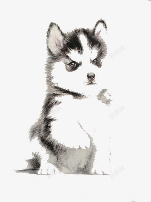手绘雪橇犬png免抠素材_新图网 https://ixintu.com 卡通 手绘 雪橇犬 黑白