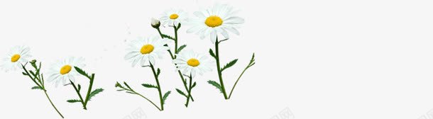 白色唯美花朵植物创意春天美景png免抠素材_新图网 https://ixintu.com 创意 春天 植物 白色 美景 花朵