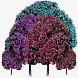 紫色树干实物绿色大树林高清图片