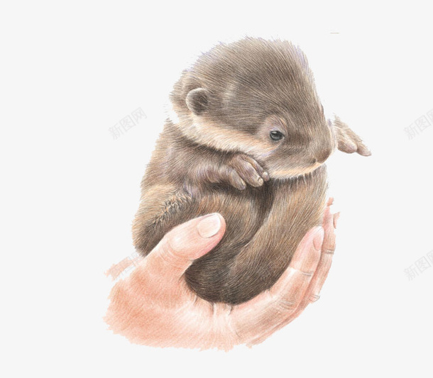 彩铅动物png免抠素材_新图网 https://ixintu.com 动物 卡通 手绘 水彩 老鼠