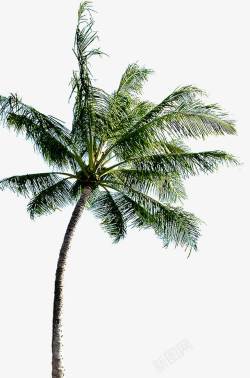 摄影风景区的椰子树素材