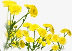 黄色卡通花朵美景春天手绘素材