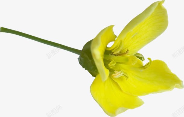一支黄色花朵png免抠素材_新图网 https://ixintu.com 一支 花朵 黄色