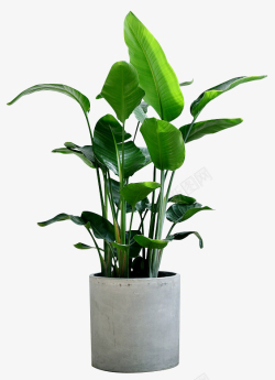 植物素材绿植植物室内装饰盆栽高清图片