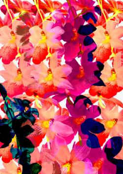 花卉叠加彩色花卉装饰背景高清图片