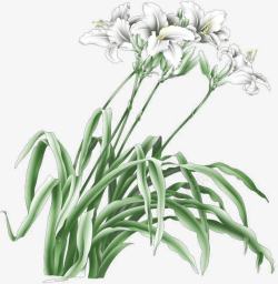 兰花效果元素素材