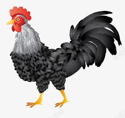 一只灰色的鸡png免抠素材_新图网 https://ixintu.com 动物 斗鸡 鸡肉
