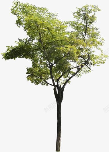 园林植物装饰图案png免抠素材_新图网 https://ixintu.com 园林 园艺 植物 装饰