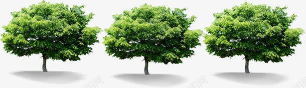 绿树植物景观园林png免抠素材_新图网 https://ixintu.com 园林 景观 植物 绿树