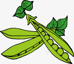 精美的豌豆绿色豌豆矢量图高清图片