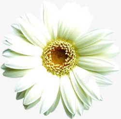 白色夏日花朵效果素材