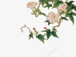 中国古典粉色牵牛花素材