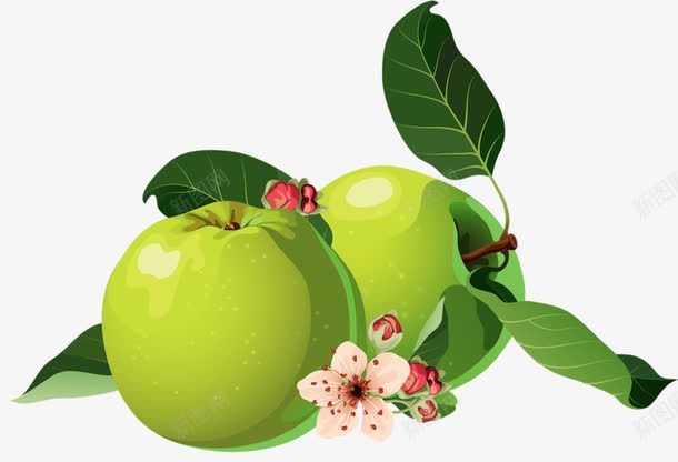 两个青苹果png免抠素材_新图网 https://ixintu.com 水果 甜 美味 青苹果