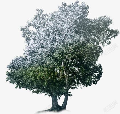 摄影环境元素树木png免抠素材_新图网 https://ixintu.com 元素 摄影 树木 环境