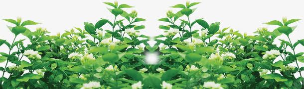 植物海报绿色树叶花朵png免抠素材_新图网 https://ixintu.com 树叶 植物 海报 绿色 花朵