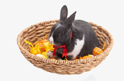 编织彩带棕色轻便装着一个黑色兔子的篮子高清图片