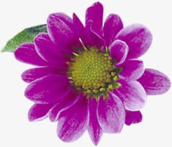 紫色春天清新花朵素材