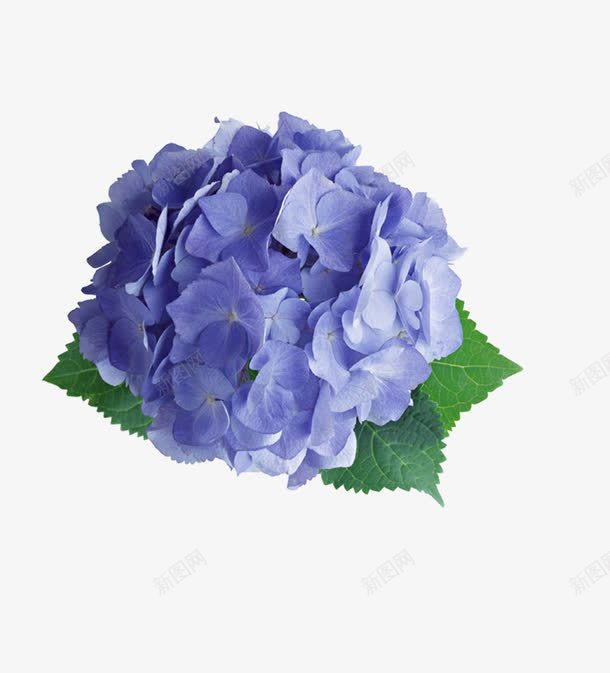 花卉元素png免抠素材_新图网 https://ixintu.com 紫色的花 花儿 花卉元素